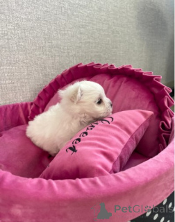 Photo №4. Je vais vendre bichon maltais en ville de Berlin. éleveur - prix - négocié