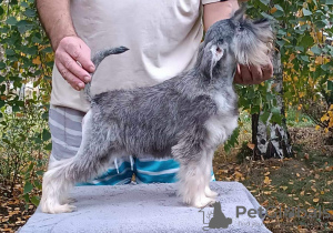 Photo №2 de l'annonce № 123325 de la vente schnauzer géant - acheter à Serbie 