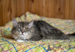 Photo №1.  - à vendre en ville de Rivière moscou | Gratuit | Annonce № 150996