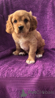 Photo №4. Je vais vendre cavalier king charles spaniel en ville de Dronninglund. annonce privée, éleveur - prix - 900€