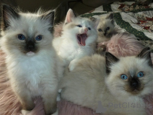 Photo №3. De jolis chatons Ragdoll à vendre disponibles maintenant pour votre famille. Espagne