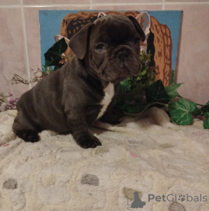 Photo №2 de l'annonce № 159801 de la vente bouledogue - acheter à Biélorussie éleveur