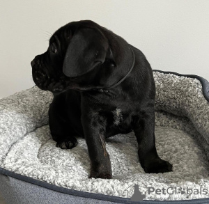 Photo №1. cane corso - à vendre en ville de Georgetown | 663€ | Annonce №110010