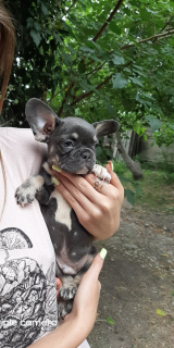 Photo №3. Chiots rares. Fédération de Russie