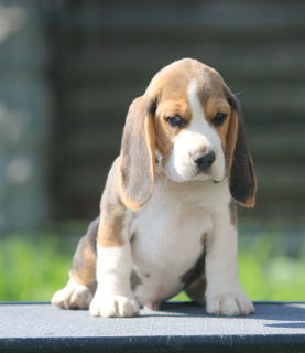 Photos supplémentaires: Beau garçon. Beagle