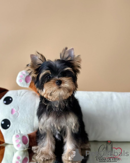 Photo №1. yorkshire terrier - à vendre en ville de Seydispjordur | négocié | Annonce №159937