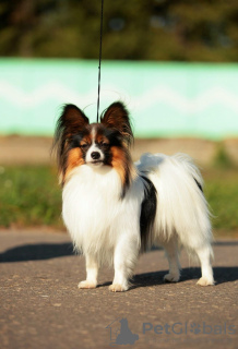 Photos supplémentaires: Chiots Papillon