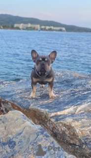 Photo №1. bouledogue - à vendre en ville de Belgrade | négocié | Annonce №116980