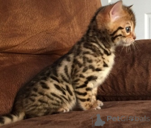 Photo №1. bengal - à vendre en ville de Ulm | Gratuit | Annonce № 135461