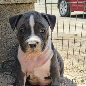 Photo №1. american staffordshire terrier - à vendre en ville de Kiev | 450€ | Annonce №81323