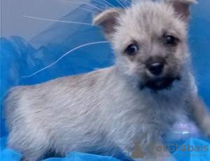 Photo №1. cairn terrier - à vendre en ville de Berlin | Gratuit | Annonce №126912