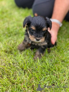 Photo №3. Teacup Yorkshire Terrier Puppy en adoption gratuite. Allemagne