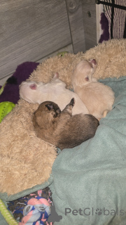 Photo №4. Je vais vendre  en ville de Anderlecht. annonce privée - prix - 800€