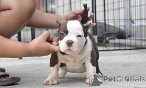 Photo №1. american pit bull terrier - à vendre en ville de Enköping | négocié | Annonce №169768