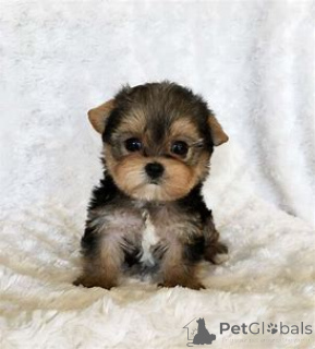 Photo №2 de l'annonce № 164164 de la vente yorkshire terrier - acheter à Belgique annonce privée, éleveur