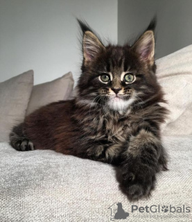 Photo №3. Un chat merveilleux pour le Maine Coon. Allemagne