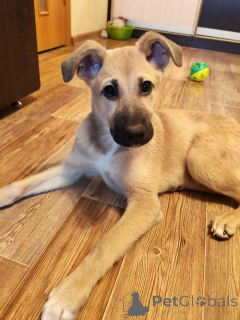 Photo №2 de l'annonce № 163839 de la vente chien bâtard - acheter à Fédération de Russie annonce privée