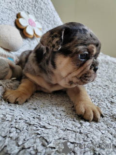 Photos supplémentaires: chiots bouledogue français