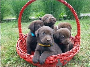 Photo №2 de l'annonce № 167844 de la vente labrador retriever - acheter à Serbie éleveur