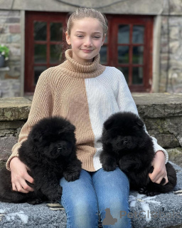 Photo №2 de l'annonce № 135614 de la vente chow-chow - acheter à Allemagne annonce privée, éleveur