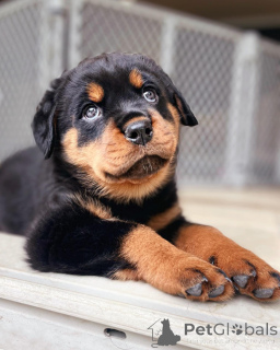 Photo №3. Chiot Rottweiler disponible à l'adoption !. Australie