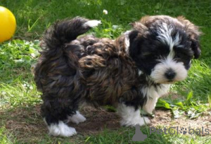 Photo №1. bolonka - à vendre en ville de Tulln | négocié | Annonce №167327