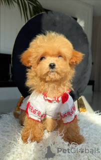 Photo №2 de l'annonce № 163965 de la vente bichon maltais - acheter à Allemagne éleveur