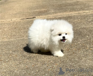 Photo №1. spitz nain - à vendre en ville de Bruxelles | Gratuit | Annonce №154637