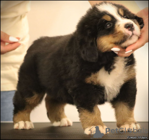 Photos supplémentaires: Chiots Bouvier Bernois