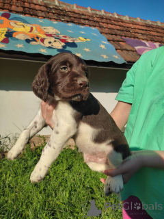 Photo №1. chien à loutre - à vendre en ville de Belgrade | négocié | Annonce №139236