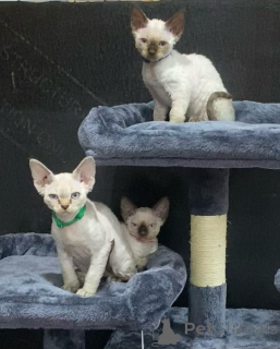 Photo №2 de l'annonce № 135883 de la vente devon rex - acheter à USA 