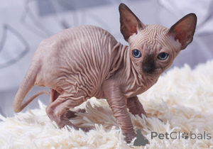 Photo №1. sphynx - à vendre en ville de Cavan | négocié | Annonce № 169618