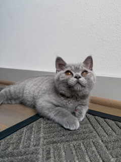 Photo №2 de l'annonce № 170648 de la vente british shorthair - acheter à Pays Bas éleveur
