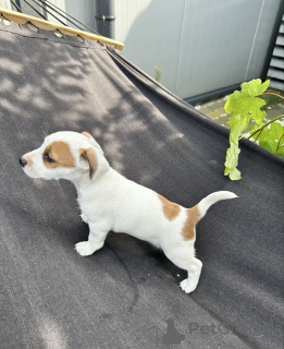 Photo №1. jack russell terrier - à vendre en ville de Basel | Gratuit | Annonce №160158