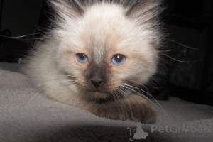 Photo №1. ragdoll - à vendre en ville de Charleston | 531€ | Annonce № 146694