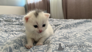 Photo №2 de l'annonce № 139327 de la vente british shorthair - acheter à Irlande annonce privée