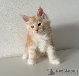 Photo №3. De mignons et adorables chatons Maine coon en bonne santé sont maintenant. Suisse