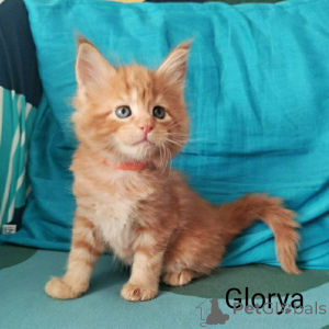 Photo №4. Je vais vendre maine coon en ville de Helsinki. annonce privée - prix - 900€
