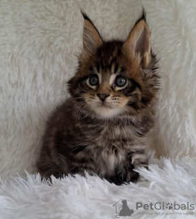 Photo №1. maine coon - à vendre en ville de New York | 284€ | Annonce № 110706