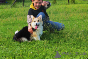 Photo №4. Je vais vendre welsh corgi en ville de Bačka Topola. éleveur - prix - 15€