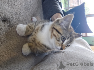 Photo №1. ragamuffin - à vendre en ville de Utica | négocié | Annonce № 156550