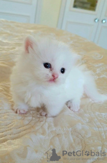 Photo №3. Chatons Munchkin affectueux disponibles. Bahrein
