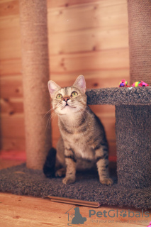 Photos supplémentaires: La chatte affectueuse Melissa est à la recherche d'un foyer.