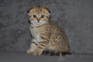 Photo №3. Chaton tigré écossais. Lituanie