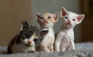 Photo №3. Chatons Devon Rex à vendre. Allemagne