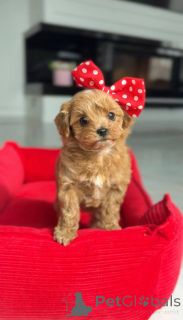 Photo №2 de l'annonce № 166817 de la vente caniche (jouet) - acheter à L'Autriche éleveur
