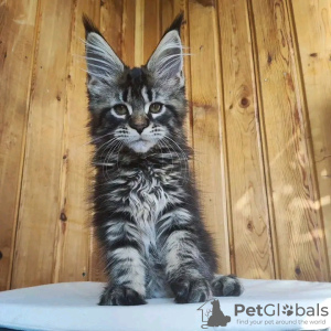 Photo №2 de l'annonce № 117294 de la vente maine coon - acheter à Suisse annonce privée