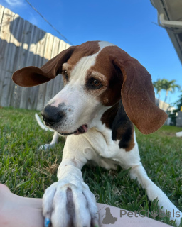 Photo №2 de l'annonce № 159191 de la vente chien à loutre - acheter à Belgique annonce privée