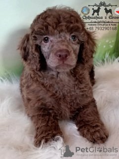 Photo №3. Caniche choco merle. Pologne