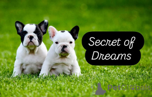 Photo №1. bouledogue - à vendre en ville de Valeovo | négocié | Annonce №160167